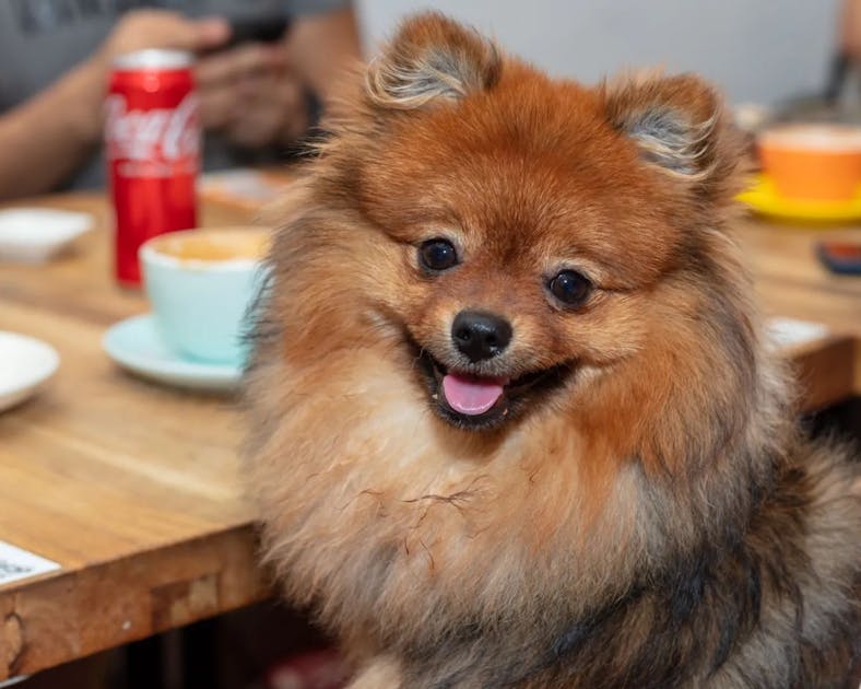 The Best Pet-Friendly Cafes And Restaurants In Singapore
