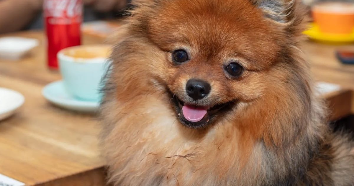 The Best Pet-Friendly Cafes And Restaurants In Singapore