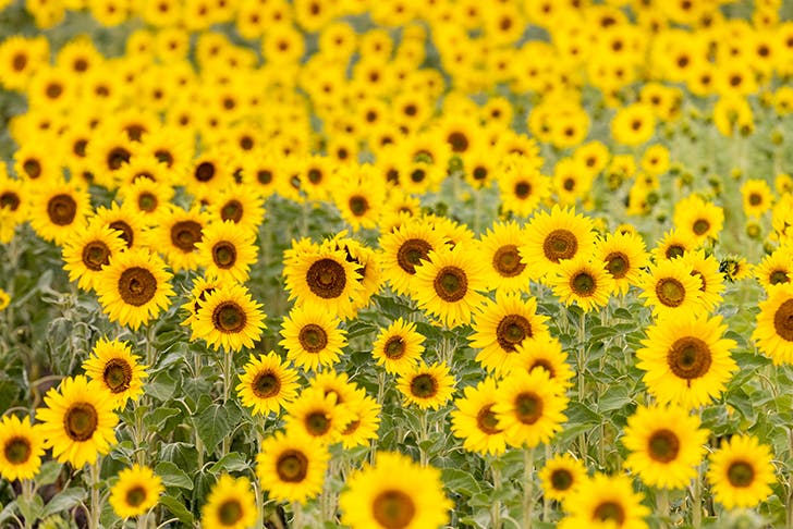 A field of blooming sunflowers.