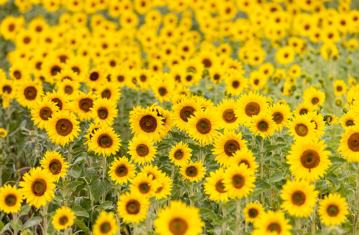 A field of blooming sunflowers.
