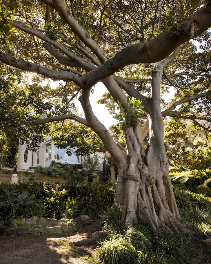 sunrise sydney wendy's secret garden