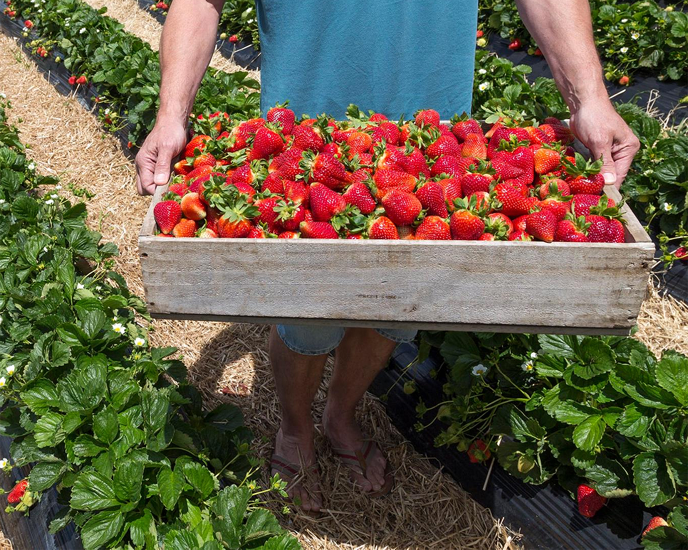 A man holds a heaping punnet of Sweet Red Strawberries