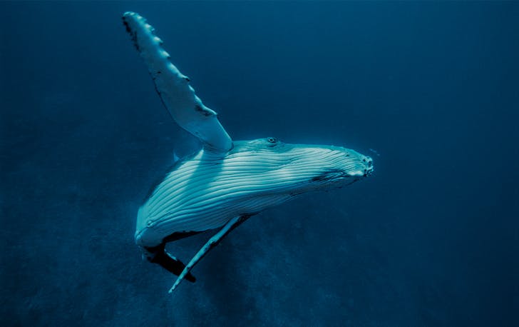 a humpback whale in the ocean