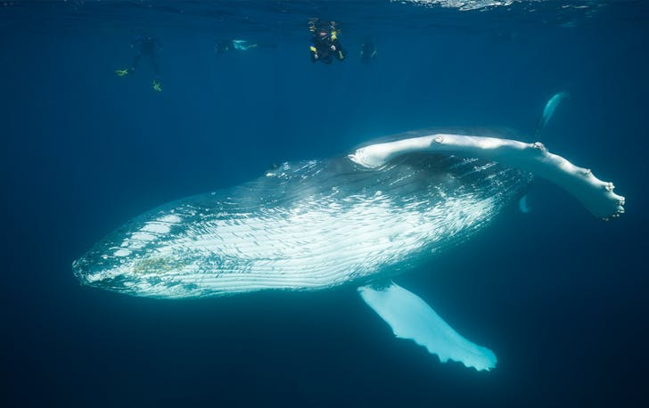 a humpback whale underneath snorklers