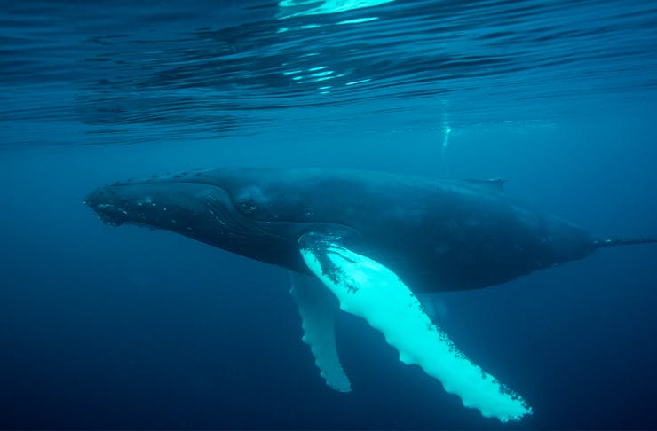 a humpback whale underwater