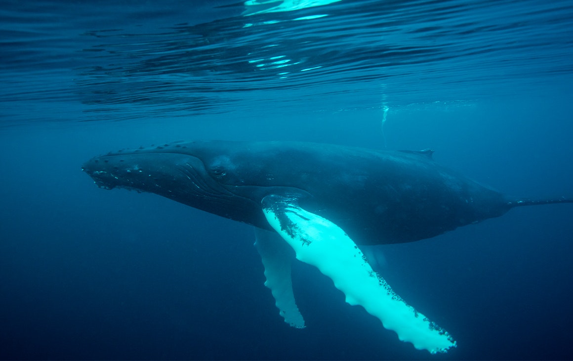 a humpback whale underwater