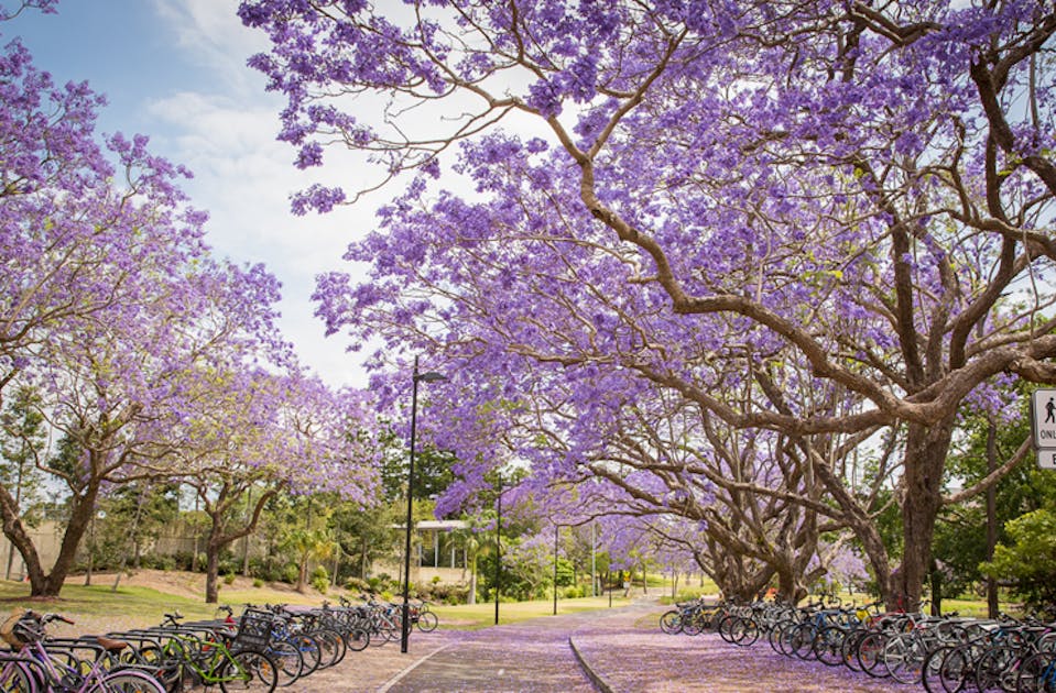 A Giant Jacaranda Festival Is Coming | URBAN LIST SYDNEY