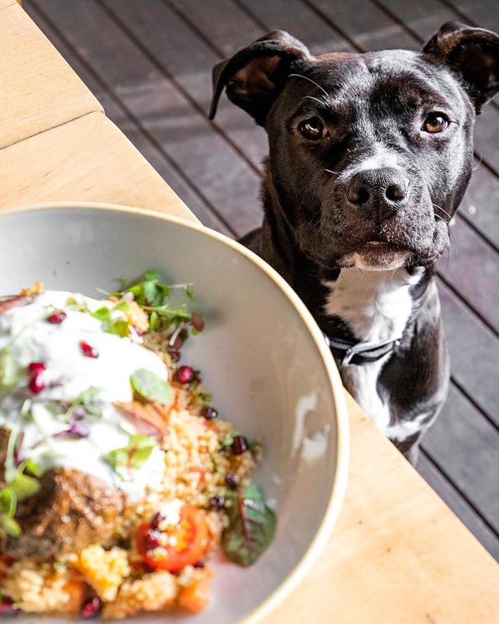 sydney dog friendly cafes cooh