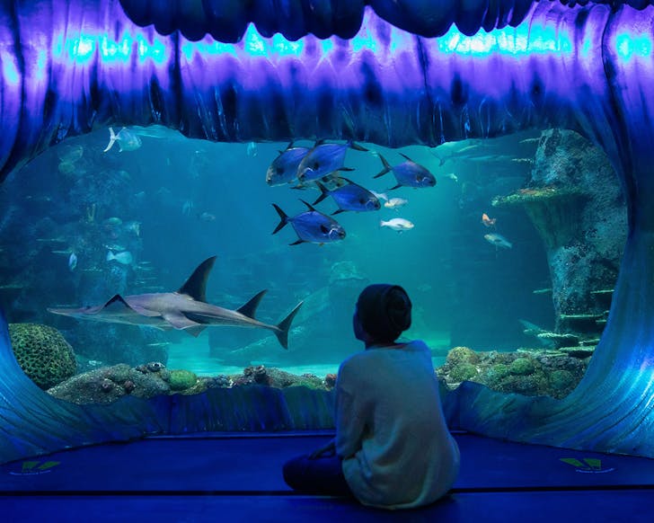 sydney sea life aquarium best things to do in sydney