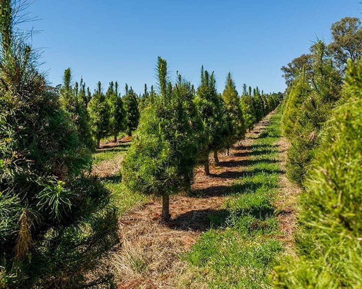 Christmas tree farm in Sydney