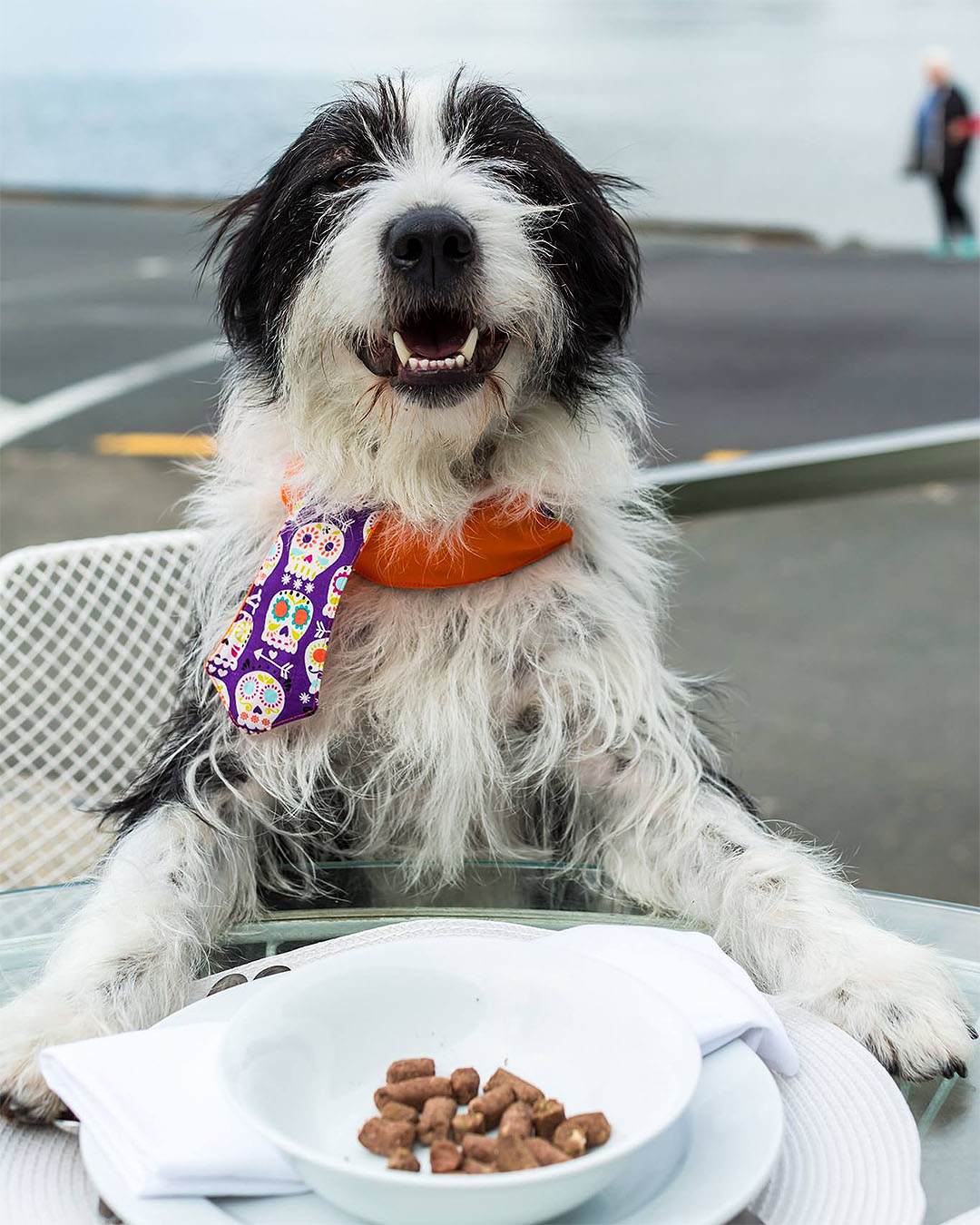 A dog sits down to dinner at Takapuna Beach Cafe.