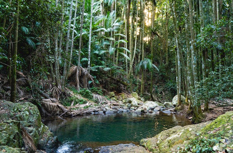 A creek running through a shady rainforest.