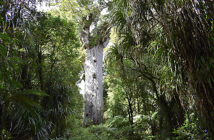 Tāne Mahuta