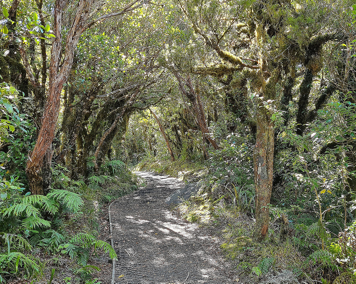 A gnarled entrance to the goblin forest in Taranaki.