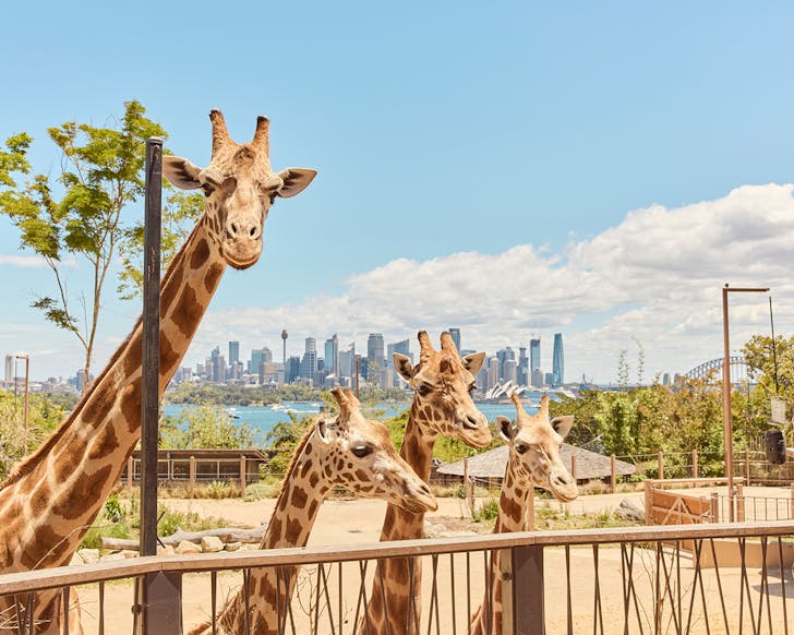 taronga zoo sydney best things to do