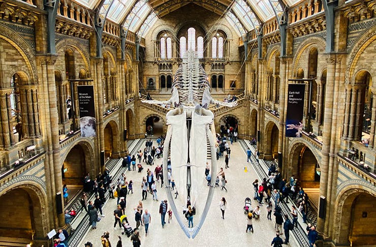 The mammoth foyer and dinosaur bones within London's Museum of Natural History.