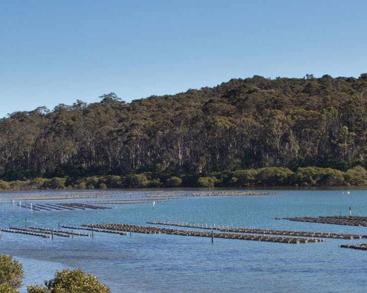 tathra oysters best oyster shacks nsw