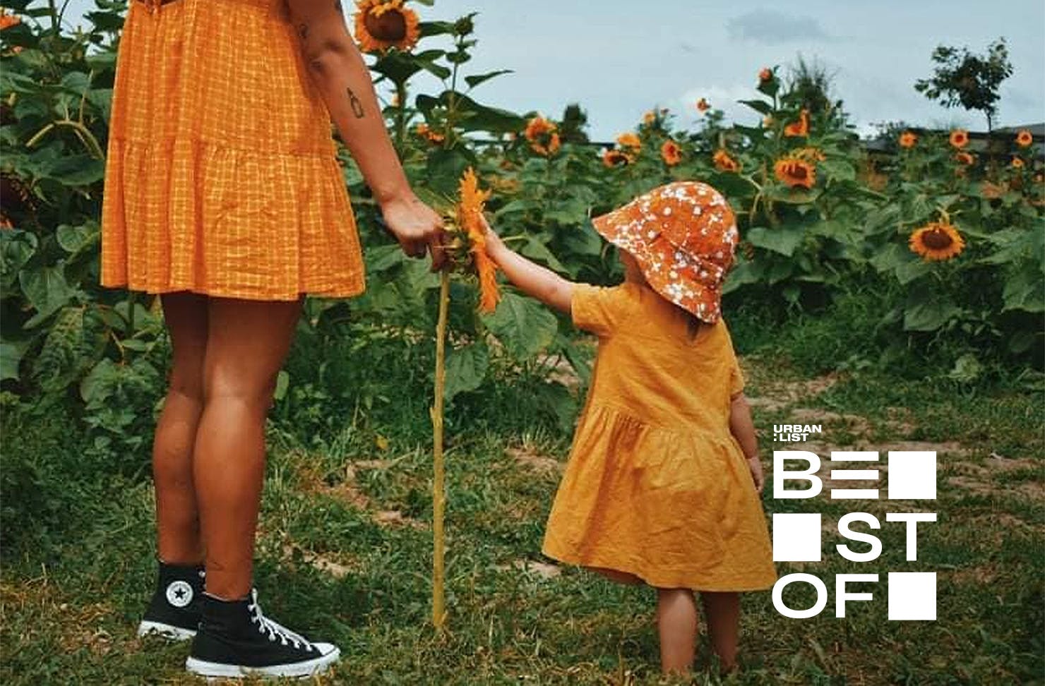 A child in a yellow dress and hat reaches out to touch the face of a sunflower that’s as tall as she is at one of the best sunflower farms in NZ.