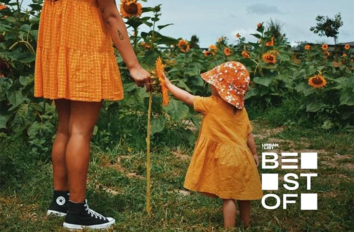A child in a yellow dress and hat reaches out to touch the face of a sunflower that’s as tall as she is at one of the best sunflower farms in NZ.