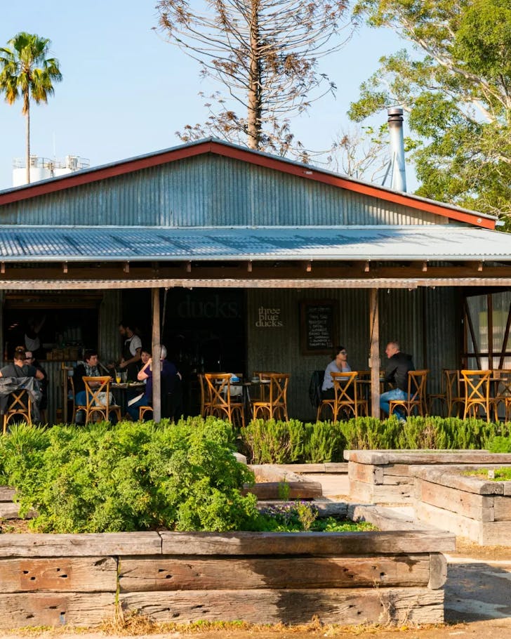 Three Blue Ducks at The Farm