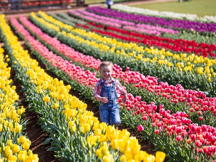 rows of tulips in Tesselaar with a child running 
