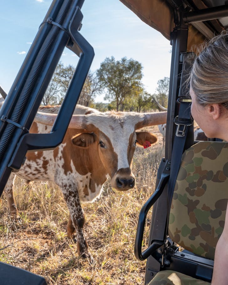 A Texas longhorn steer approaches the safari truck on a tour in Charters Towers. 