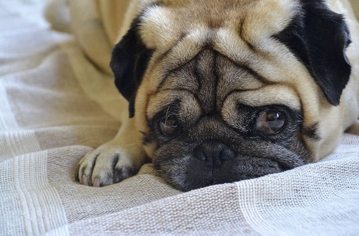 The Best Doggy Day Cares In Auckland