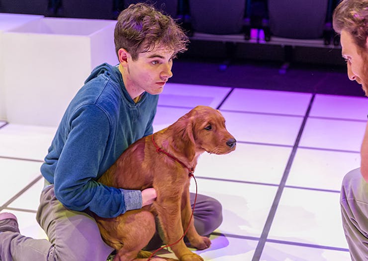 curious incident of the dog in the night, auckland play, shows in auckland, auckland theatre