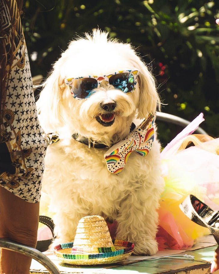 the beresford sydney's best dog-friendly pubs