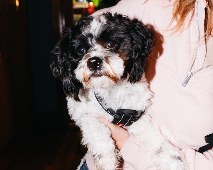 the dog hotel sydney's best dog-friendly pubs
