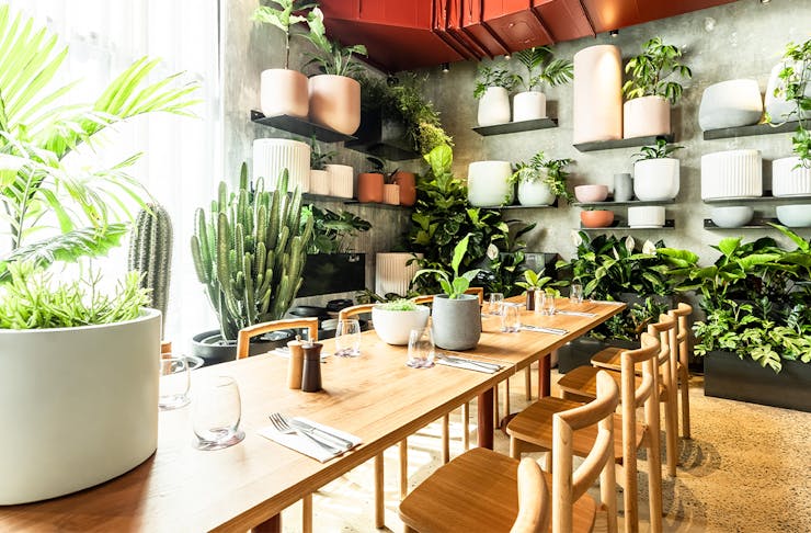 interior of a cafe with lots of plants