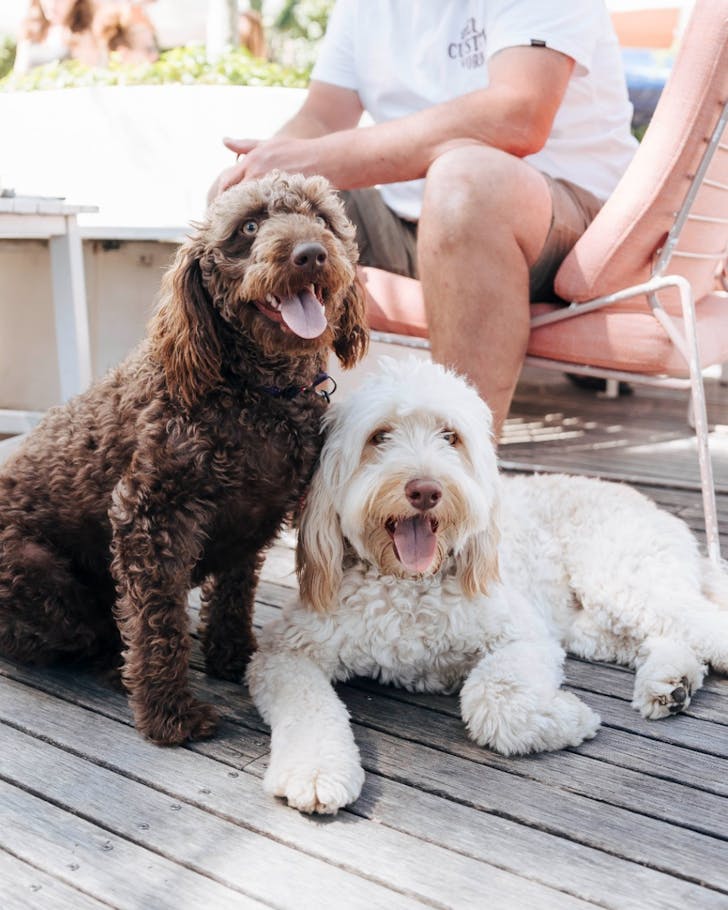 the newport sydney's best dog-friendly pubs