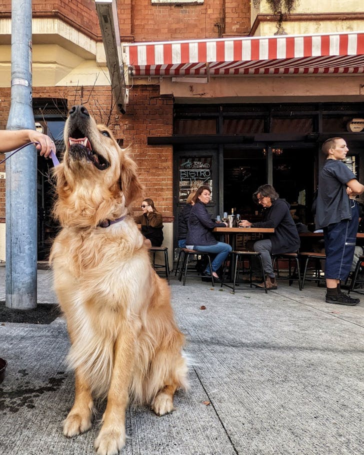 the old fitz sydney's best dog-friendly pubs
