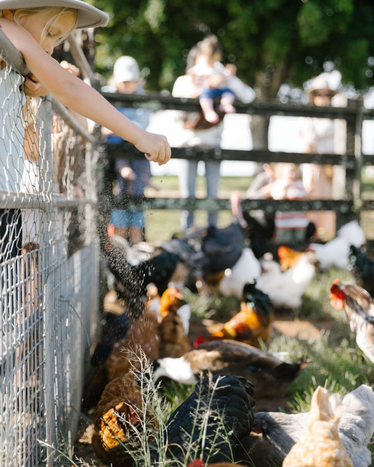 Children feed the chickens at The Farm Byron Bay