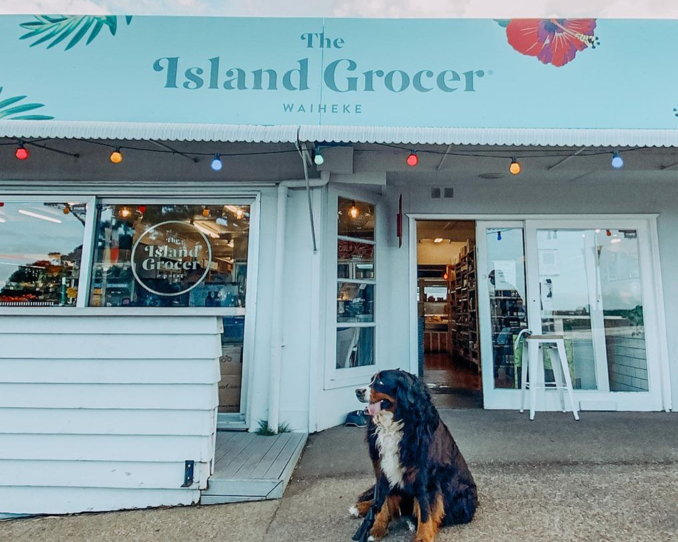 Dog sitting outside The Island Grocer on Waiheke Island