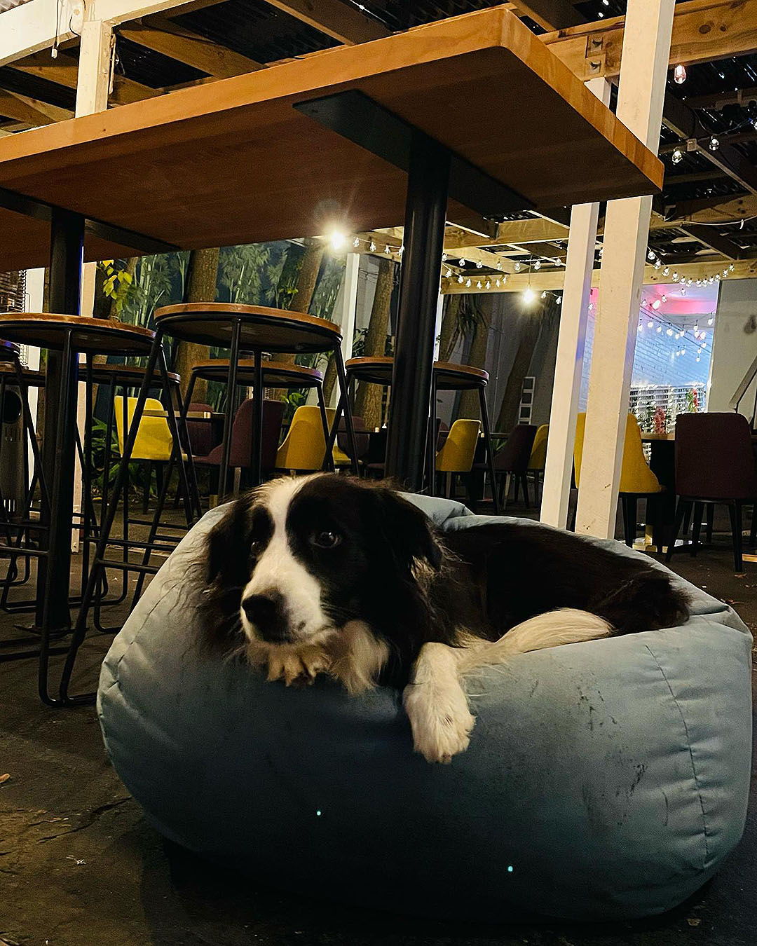 A dog relaxes on a bean bag at the Paw bar and eatery, one of the best dog-friendly bars and restaurants in Auckland.