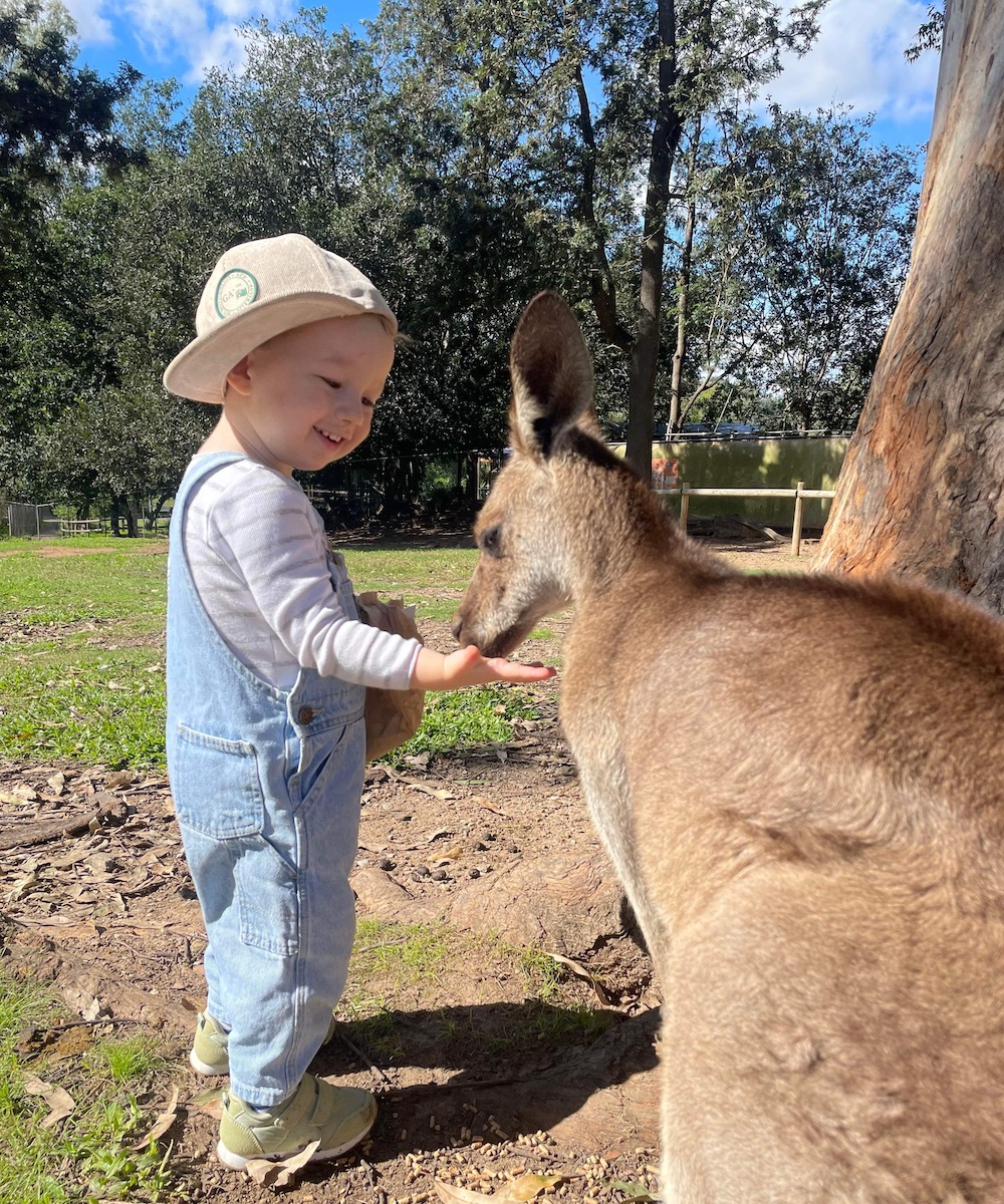 A small child feeds a joey kangaroo