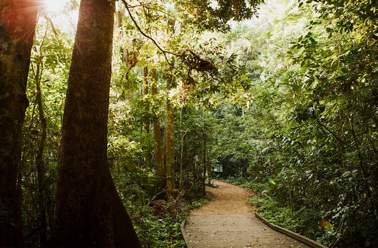 a walkway through a rainforest