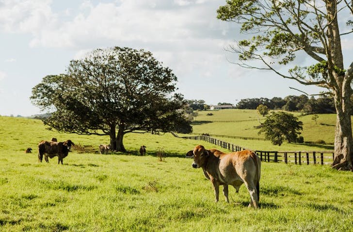 sunshine coast hinterland
