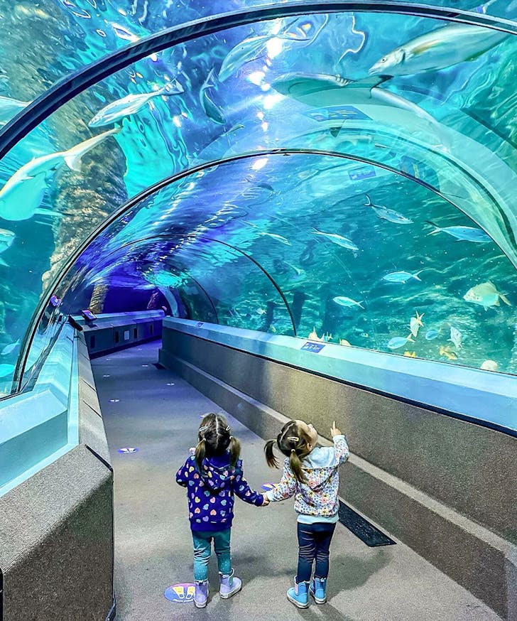 sea life aquarium sunshine coast