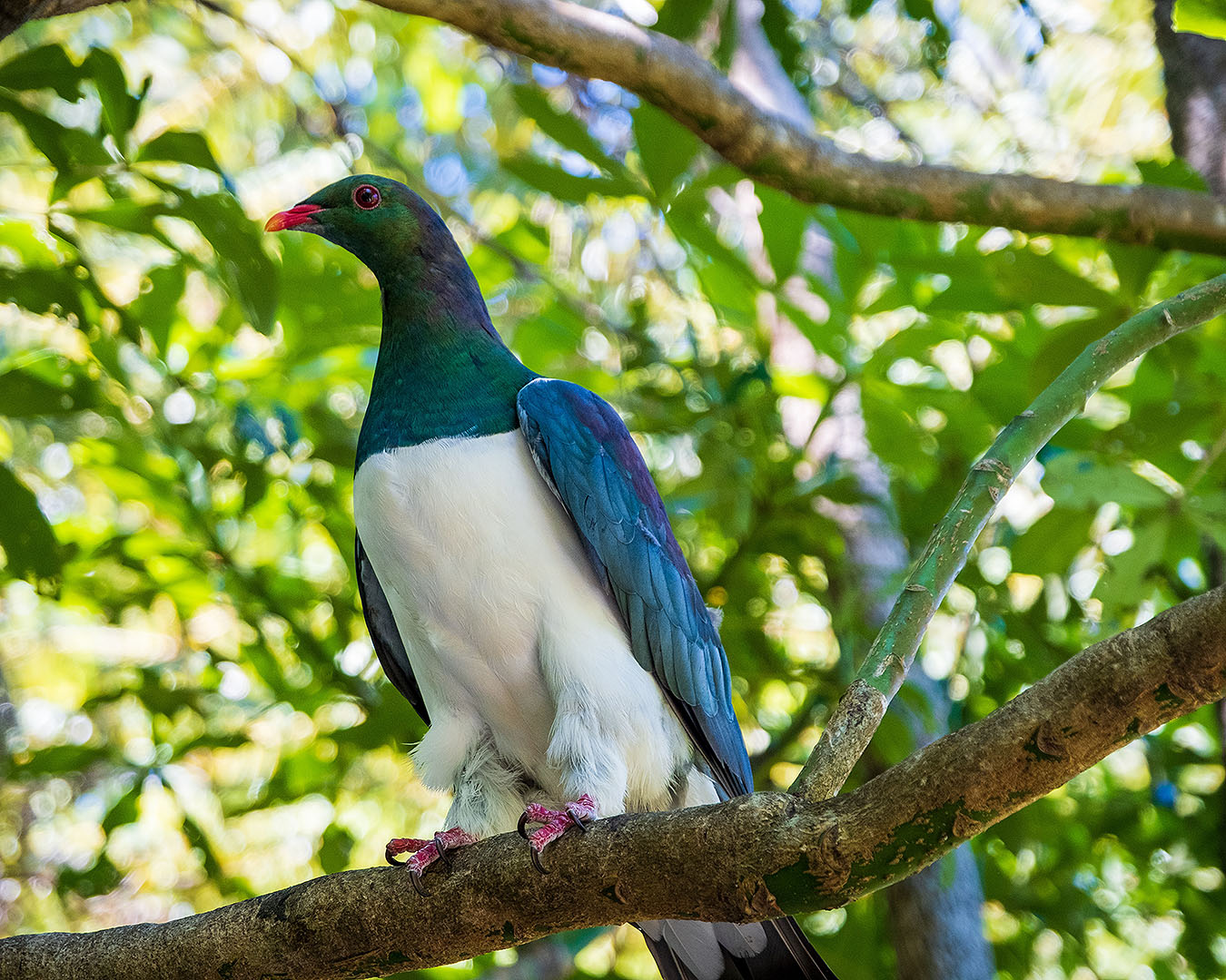 A kereru sits on a branch at the stunning Tiritiri Matangi island.
