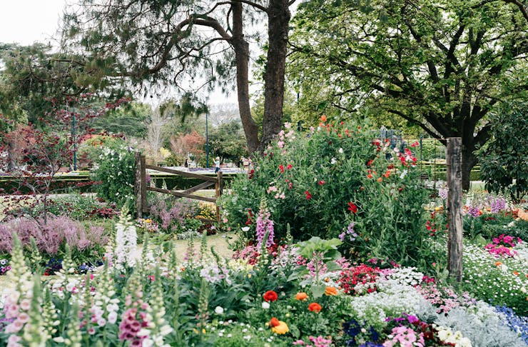 A garden full of blooming flowers