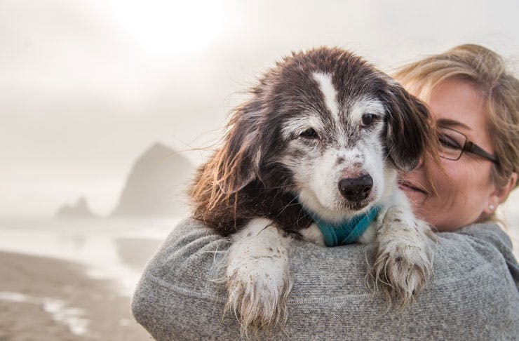 There's A Dog Film Festival Touring The East Coast | URBAN LIST GLOBAL