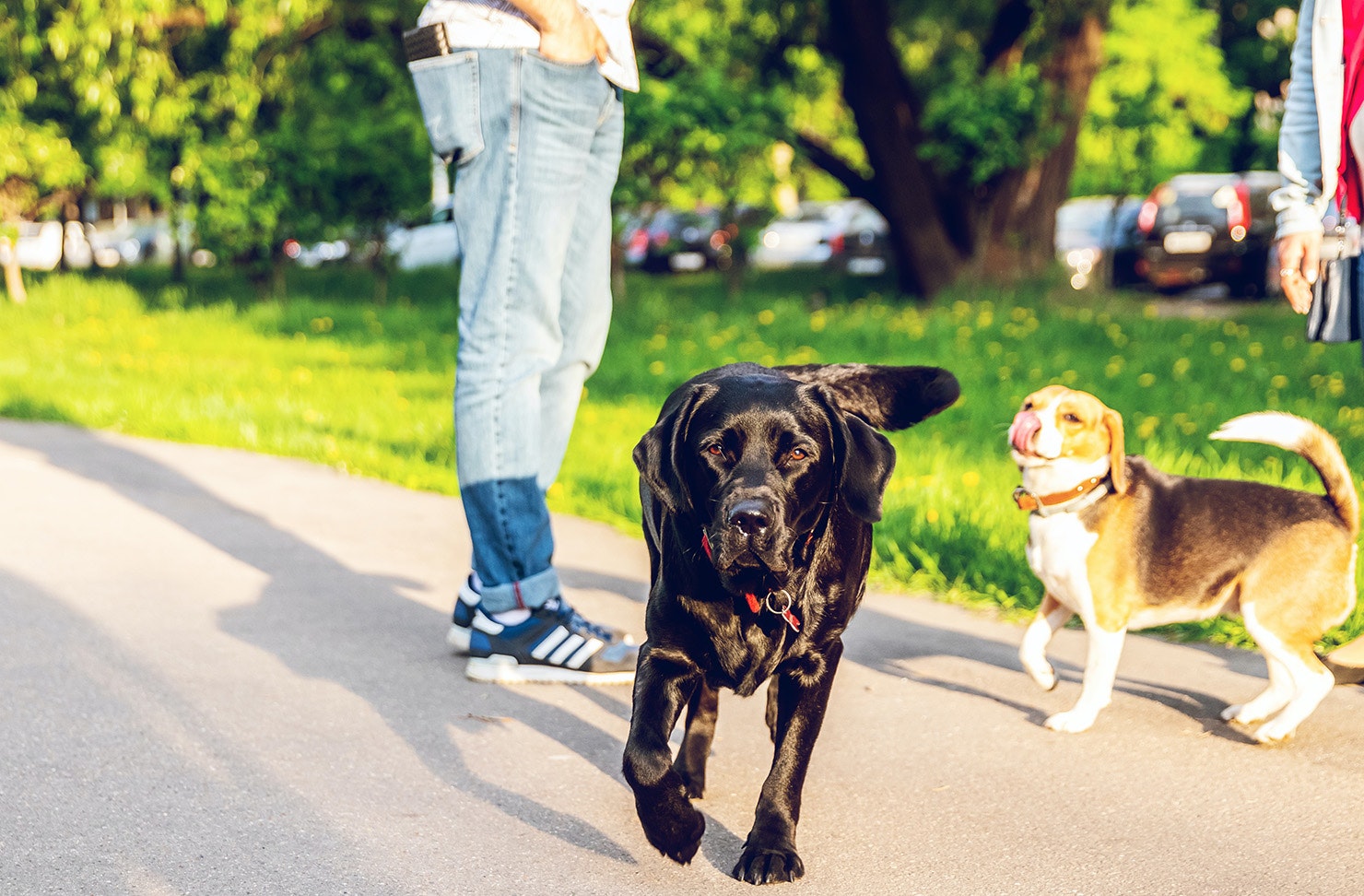 A very healthy looking black dog runs towards the camera with owners standing in the background.