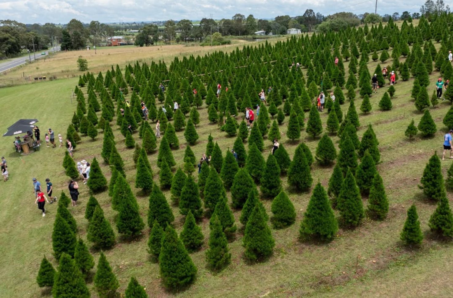 Sydney christmas tree farm