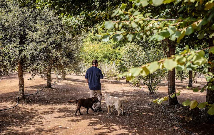 Someone truffle hunting with two dogs