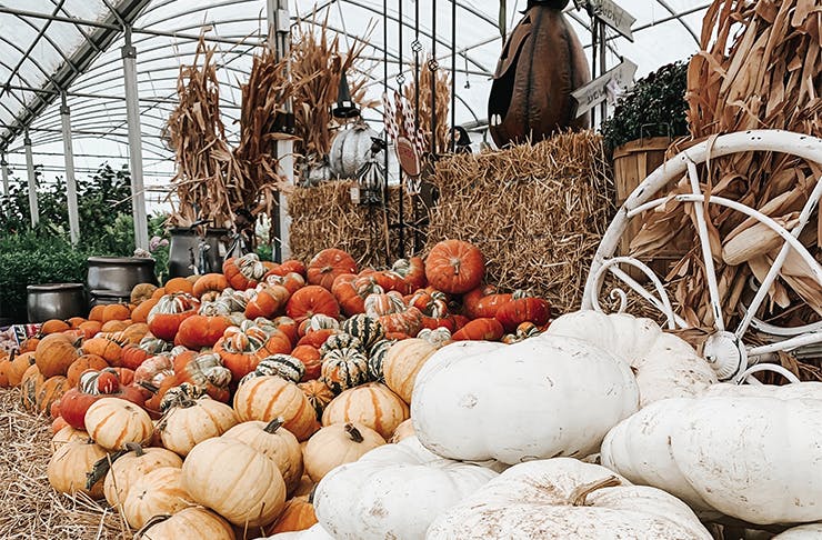 a pumpkin display