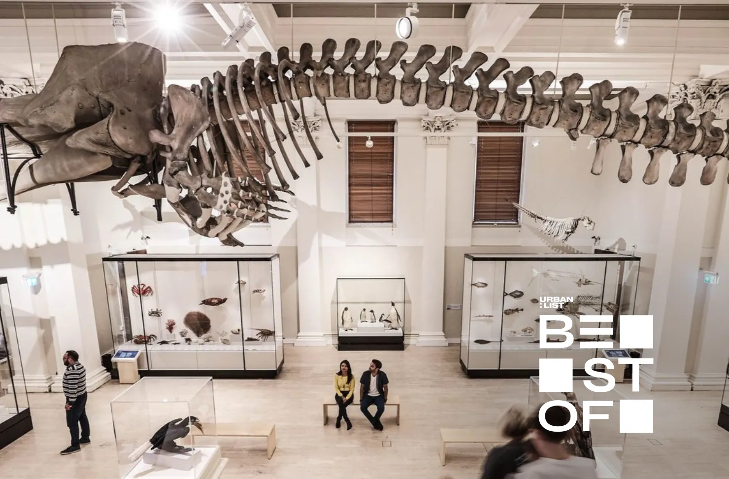 A dinosaur skeleton hangs above the foyer of the Australian Museum.
