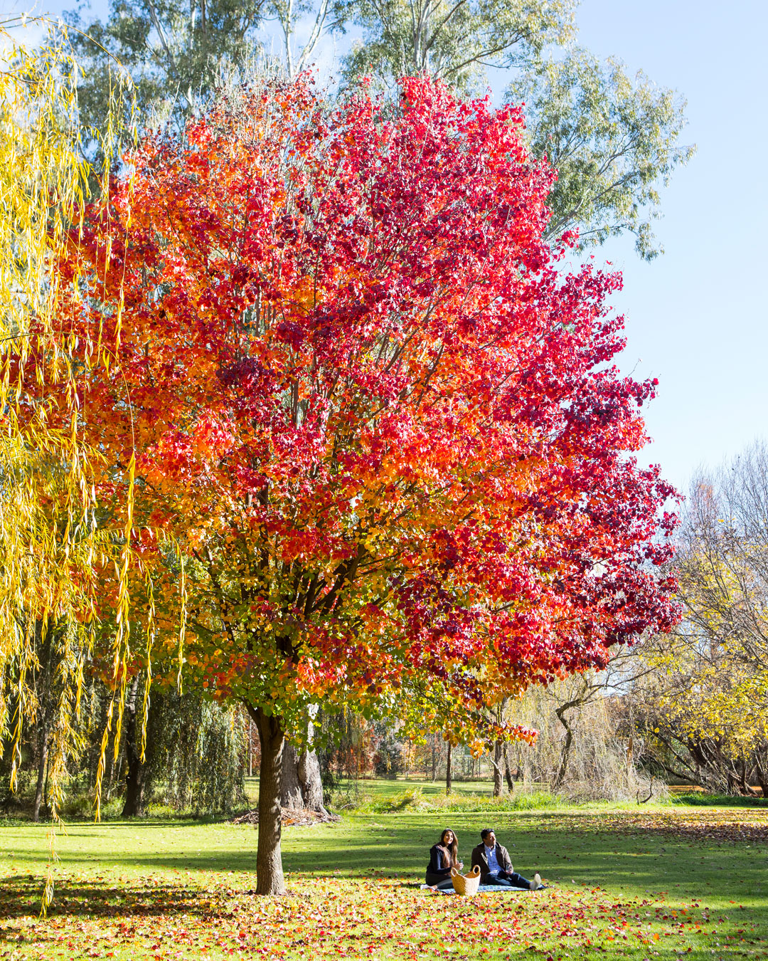 these-are-the-best-places-to-see-autumn-leaves-in-and-around-sydney