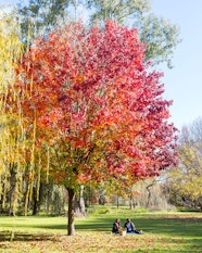 These Are The Best Places To See Autumn Leaves In And Around Sydney 